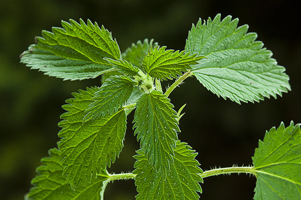 Nettle Water!