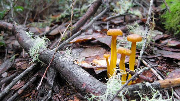 Yellow Foot Mushrooms!