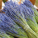 Lavender Bunches on Stem